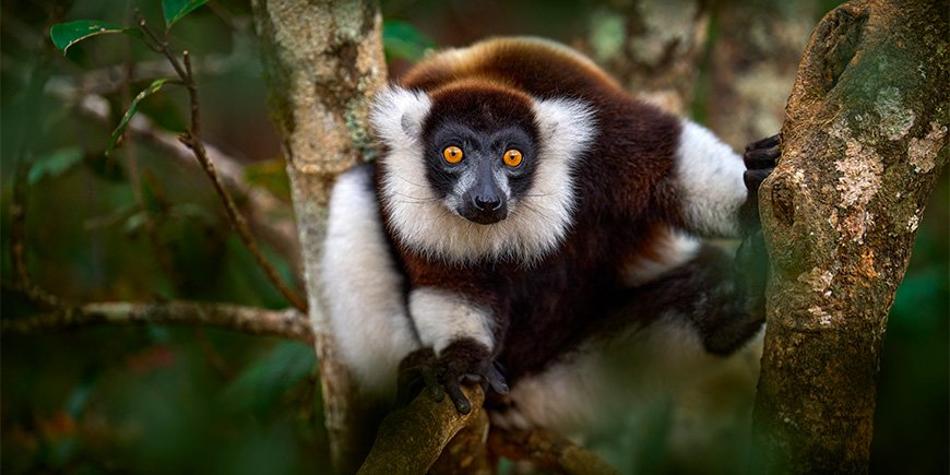 Close-up of lemurs in Andasibe-Mantadia National Park in Madagascar