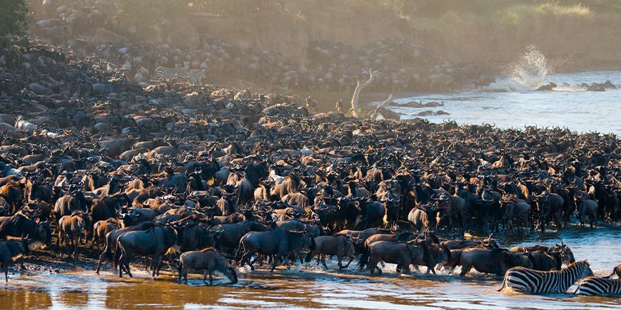 Crowds of wildebeest gathered at the Mara River in Kenya