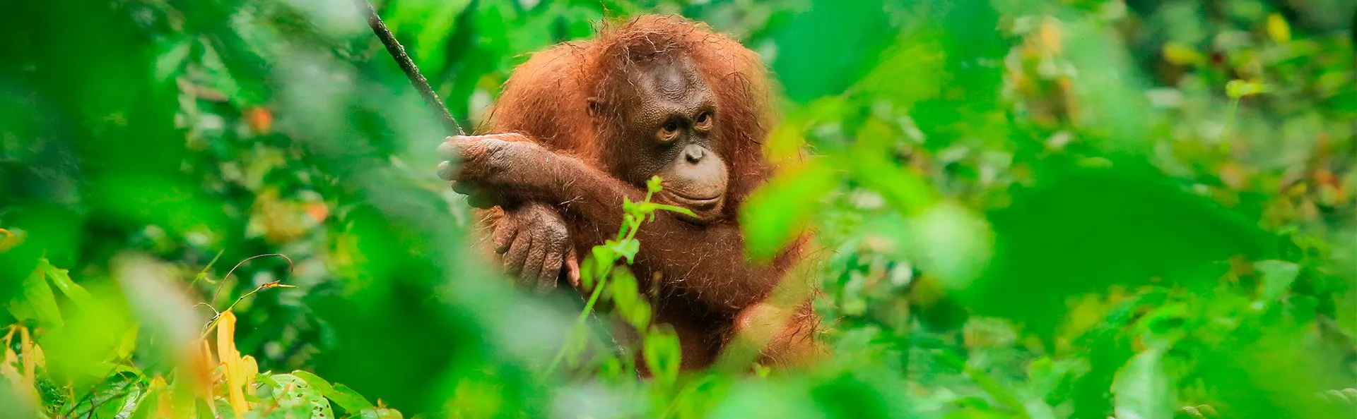 Borneo Tours