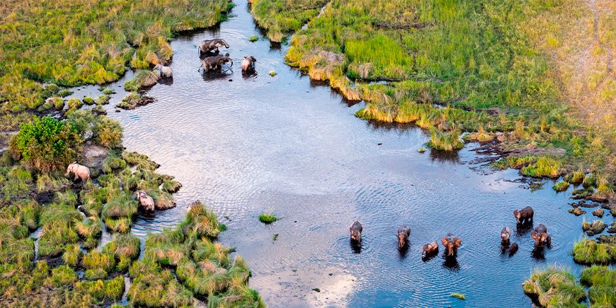 Overview of elephants in the Okavango Delta in Botswana