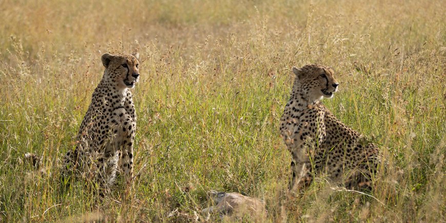 Cheetahs on the Serengeti savannah