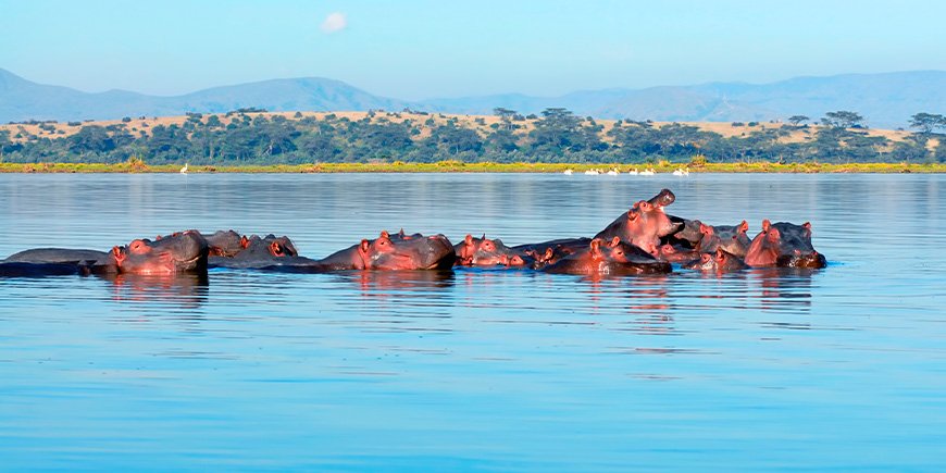 Hippos in Lake Naivasha in Kenya