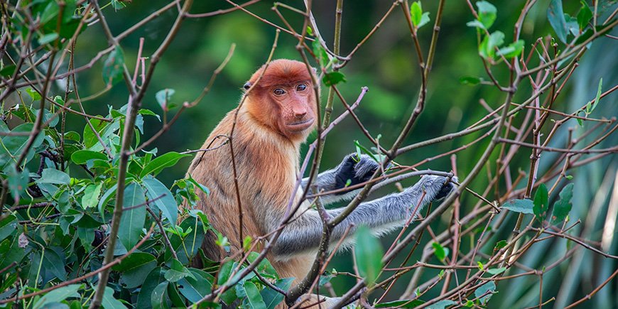 Nose monkey sitting in a tree in Borneo