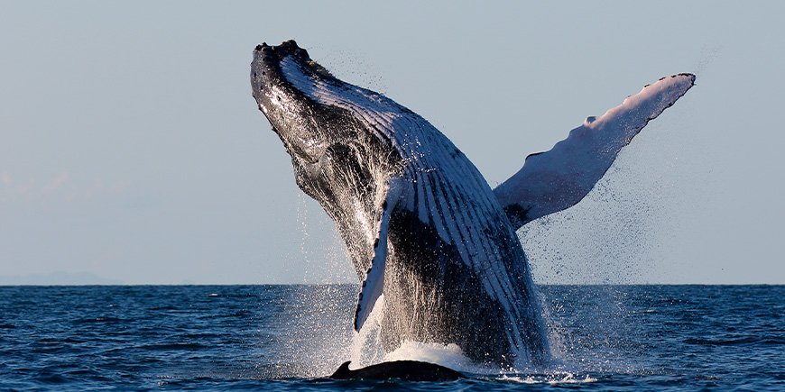 Humpback whale jumps out of the sea at Sainte Marie in Madagascar