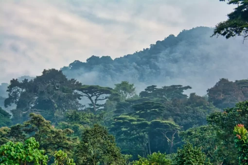 Bwindi Impenetrable Forest